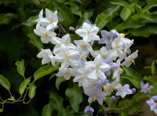 morelle faux jasmin