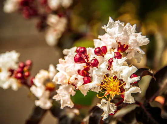 Lilas des indes 'Lunar magic'