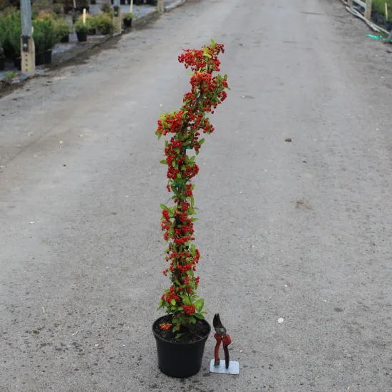 Buisson-ardent 'Rouge cadrou'