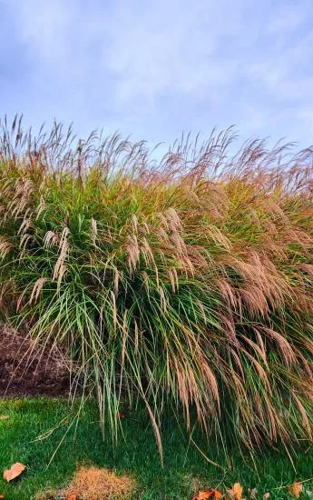 Miscanthus 'Red chief'