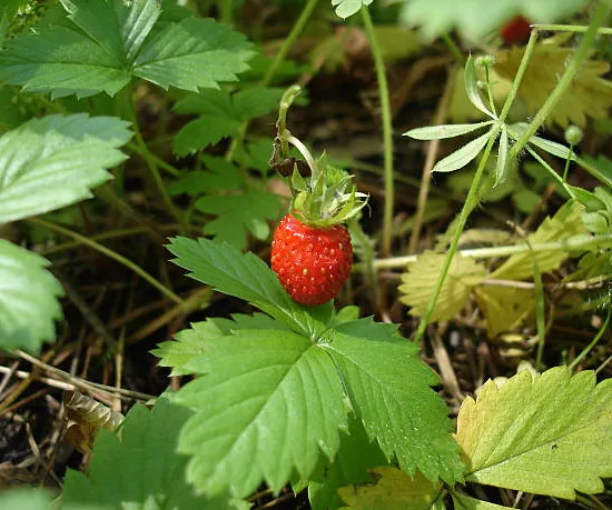Fraisier 'Saveur des bois'