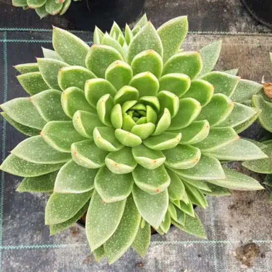 Echeveria 'Gilva'