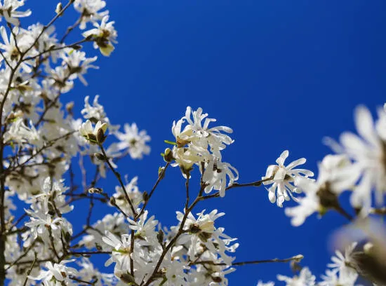 Magnolia étoilé