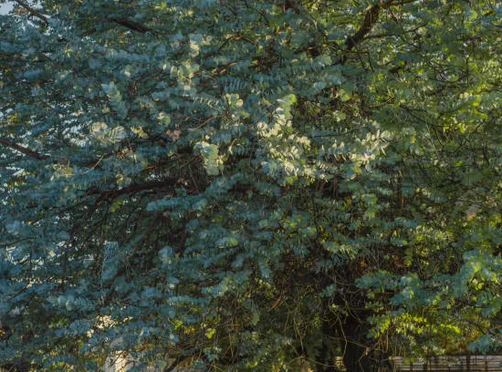 Eucalyptus cendré