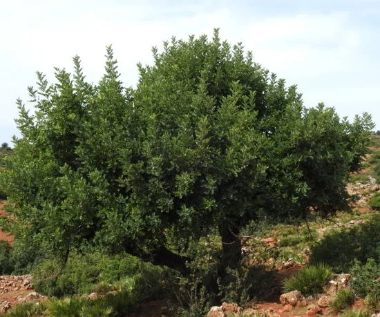 Nerprun alaterne