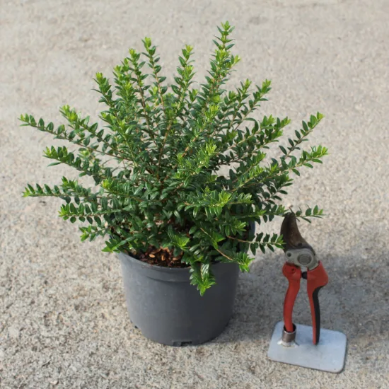 Myrte 'Tarentina'