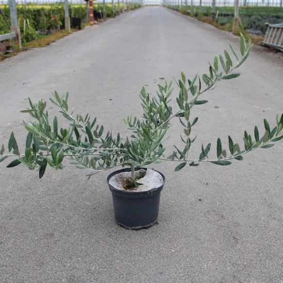 Olivier d'europe 'Oliviere'