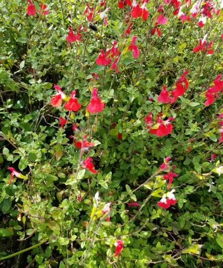 Sauge "hot lips"