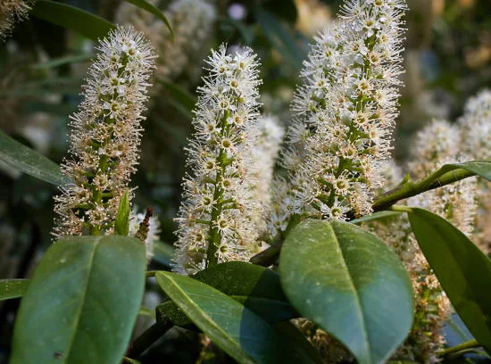 Laurier palme 'Caucasica'