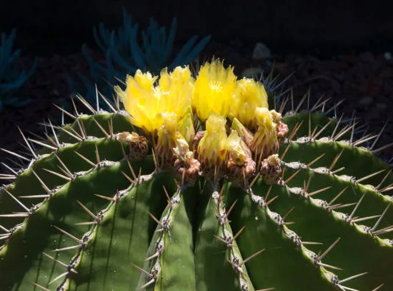 Cactus féroce 'schwarzii'