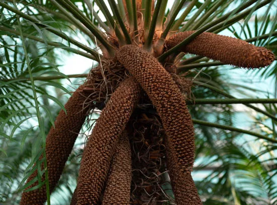 Cycas d'intérieur