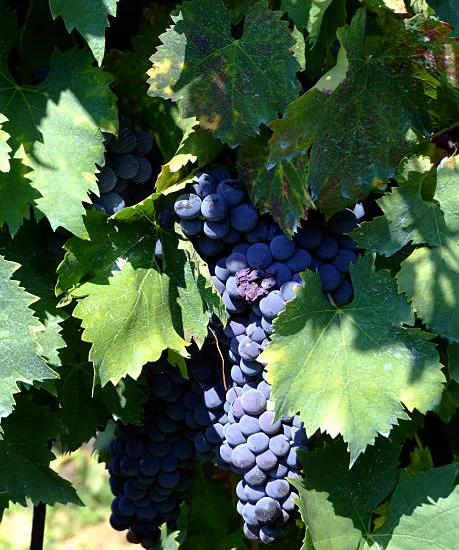 Vigne 'Aladin'