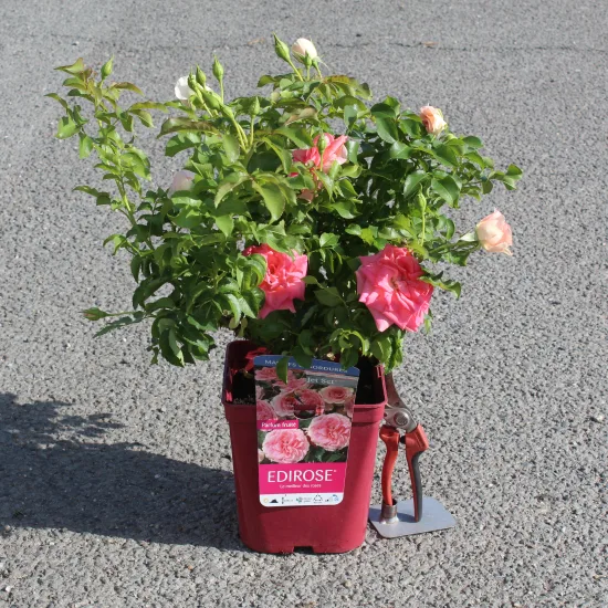 Rosier 'Jet set  '