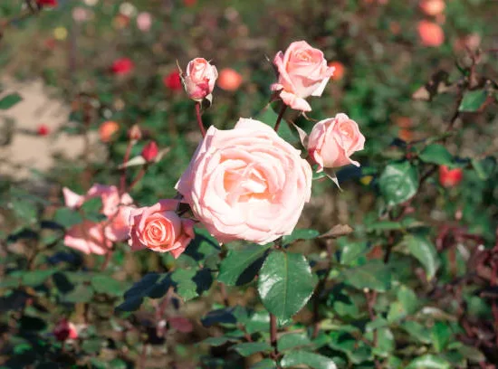 Rosier 'Boreale '