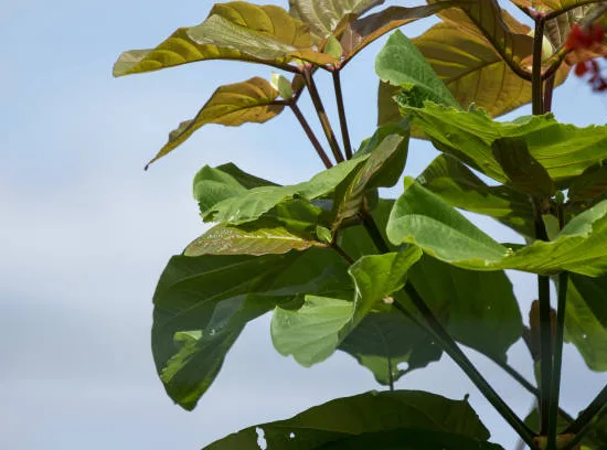 Catalpa commun 'Purpurea'