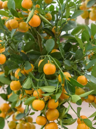 Calamondin
