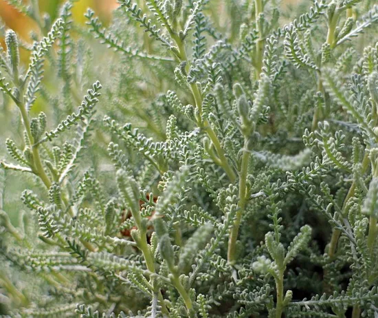 Santolina chamaecyparissus