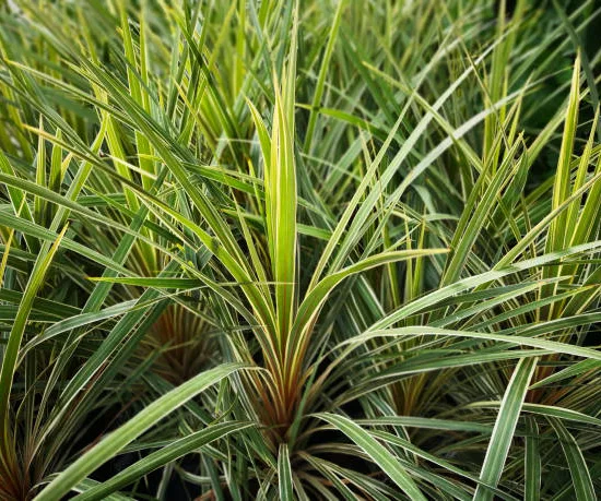 Cordyline 'festival lime'