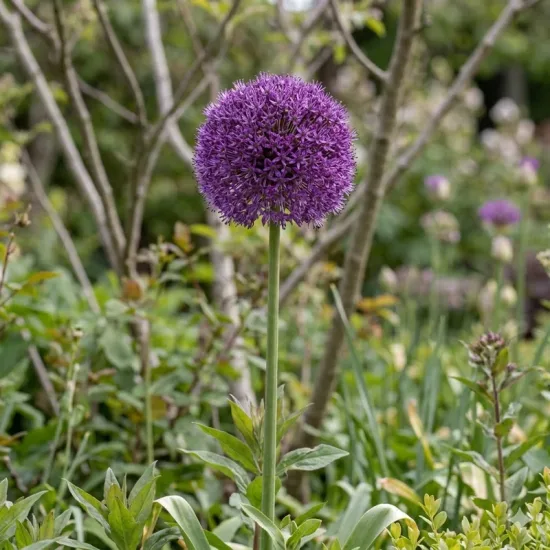 Ail d'ornement 'Gladiator'