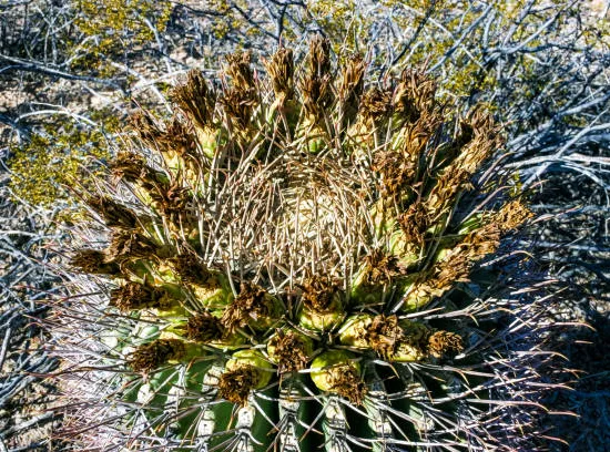 Ferocactus pilosus