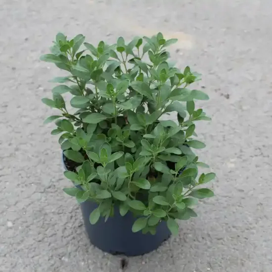 Sauge de graham 'Violette de loire'