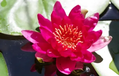 Nénuphar 'Escarboucle'