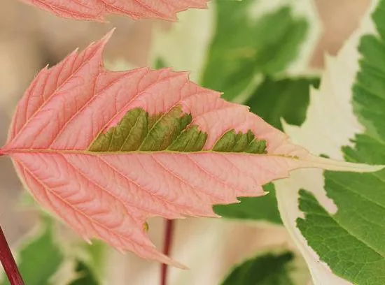 Érable à feuilles de frêne panaché 'Flamingo'