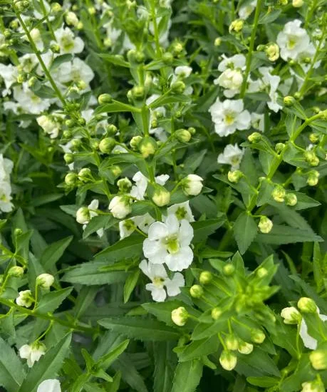 Sauge 'Lemon light'