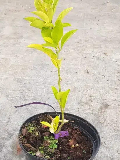 Mandarine cléopatre