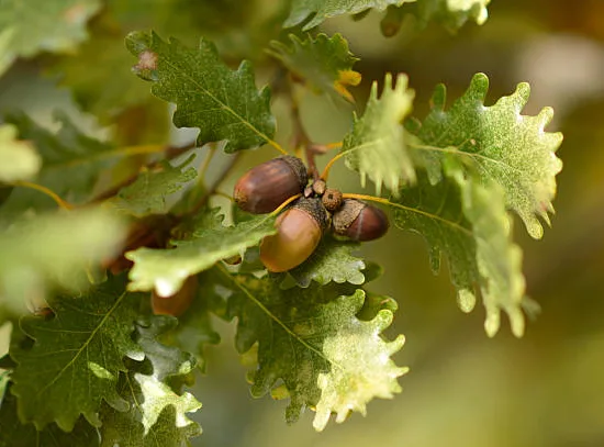 Chêne pédonculé 'Pedunculata'