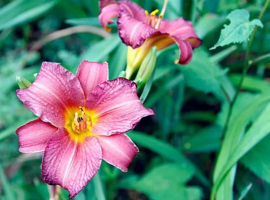 hemerocalle 'nile crane'