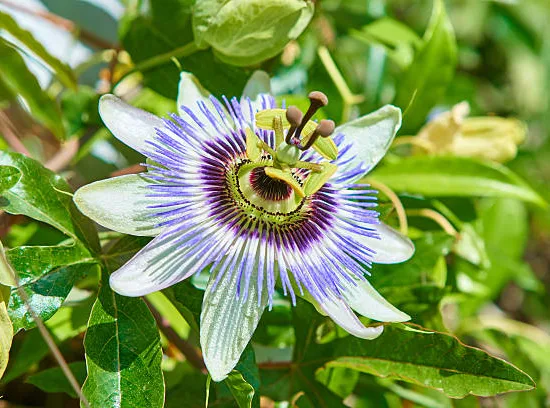 Passiflore bleue