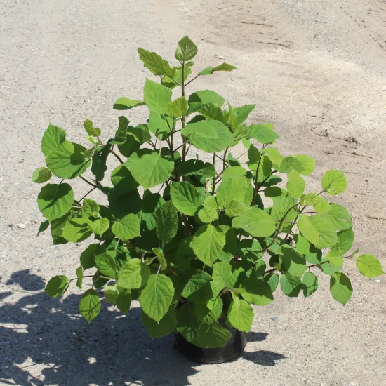 Hortensia de virginie 'Annabelle blanc'