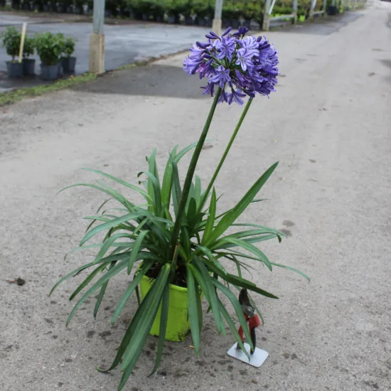 Agapanthe 'Poppin star'