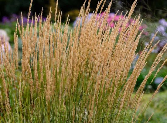 Calamagrostide 'Karl Forester'