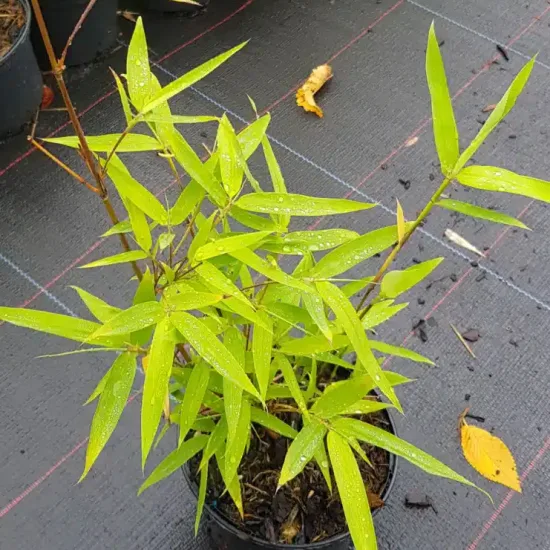 Bambou moyen, Bambou à chaumes verts