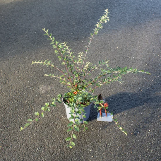 Cotonéaster de Franchet ou Cotonéastre de Franchet