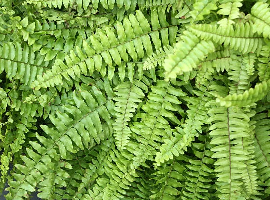 Néphrolépis à feuilles cordées