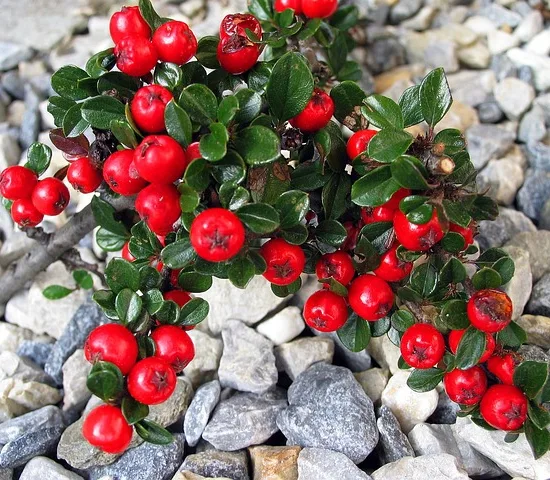 Cotoneaster horizontalis