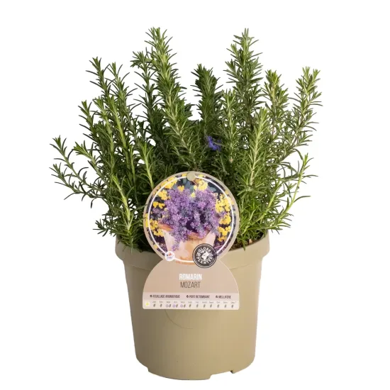 Sauge 'Mozart'