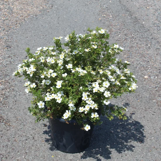 Potentille 'Abbotswood'