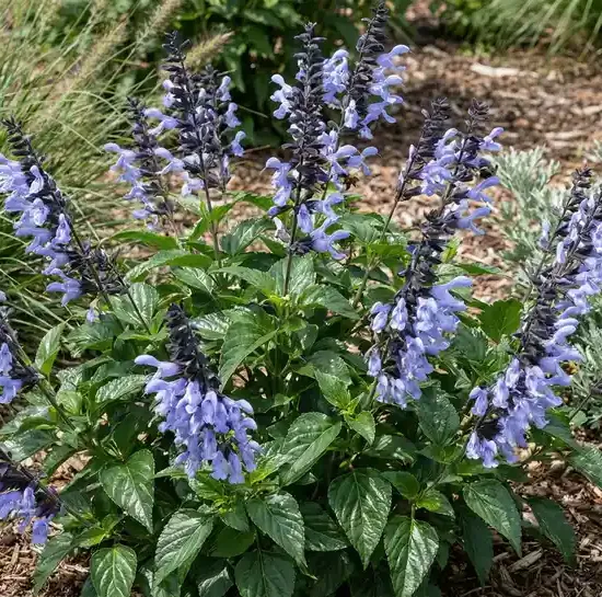 Sauge guarani 'Rockin ' sky blue ®'