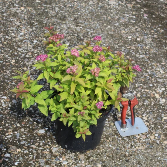 Spirée à floraison rouge 'Goldflame'