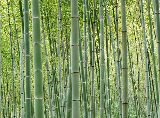 Bambou moyen, Bambou à chaumes verts