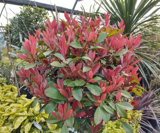 Photinia 'Magical volcano'