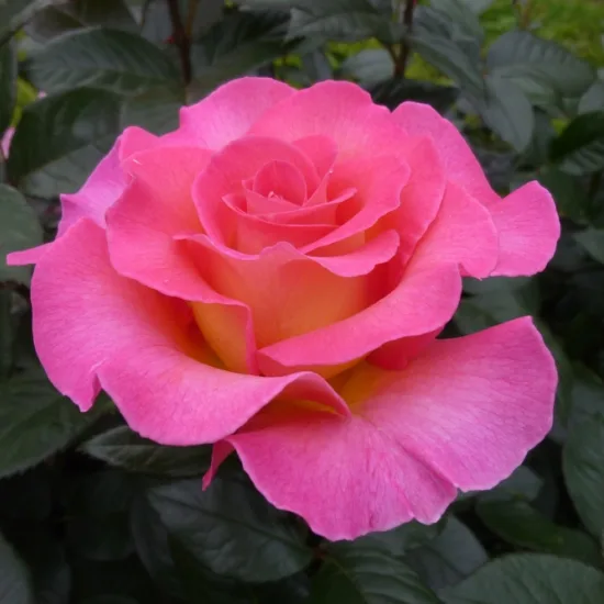 Rosier 'Pink paradise '