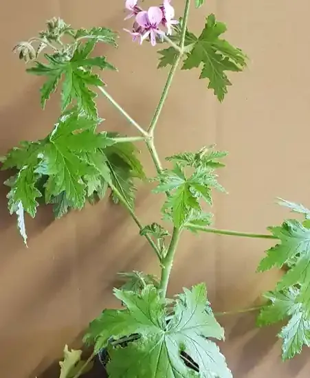 Géranium au parfum de noix de coco 'Lycée horticole de blois'