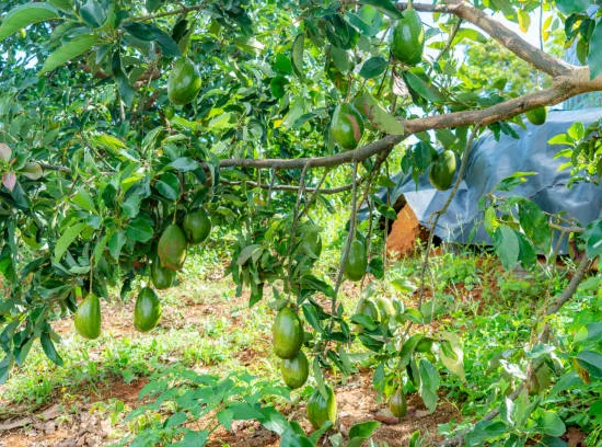 Avocatier