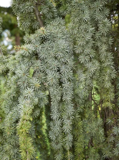 Cèdre pleureur bleu de l'atlas 'Glauca pendula'
