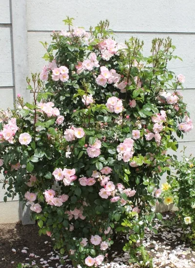 Rosier 'Utopia '